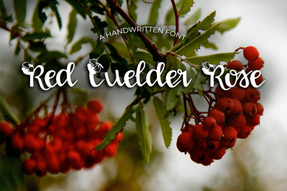 Red Guelder Rose: The Handwritten Typeface for Campaign Clarity